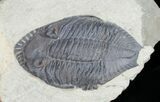 Rare Odontocephalus - One Of The Best Ever Found #11820-5